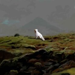 Refur veggmynd á striga